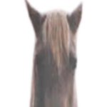 evil and intimidaing horse